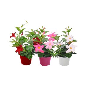 t.b.t. roślina stojąca z czerwonymi, różowymi i białymi kwiatami w doniczce.