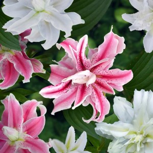 Zbliżenie różowych i białych kwiatów, cebulki kwiatowe.