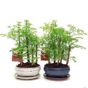 Dwa zielone drzewka bonsai t.b.t. w niebieskich i białych doniczkach.