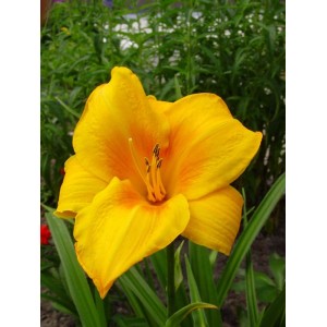 Żółty kwiat liliowca w zbliżeniu, kategoria Cebulki kwiatowe.