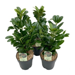 Laurowiśnia wschodnia (Prunus laurocerasus Bonaparte) don. 19 cm