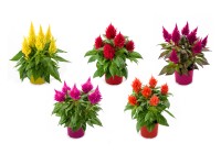 Celozja (Celosia) Kelos wys.20-30