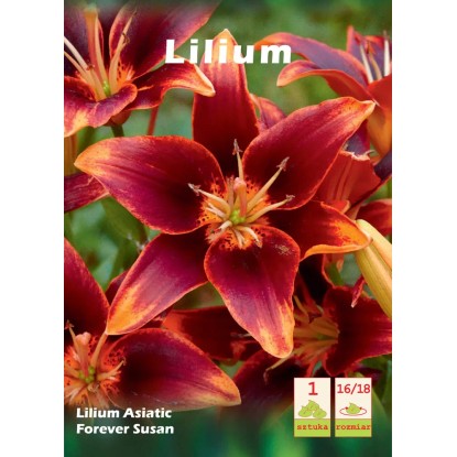 Lilia Forever Susan 1szt 16/18