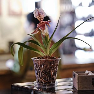 T.b.t. Orchidea w przezroczystej doniczce. Dekoracyjna roślina doniczkowa.