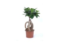 Figowiec tępy Ginseng (Ficus microcarpa) - don. 12 cm