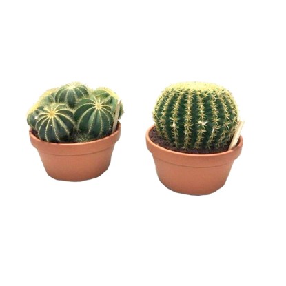 Kompozycja kaktusów i sukulentów Ravenna wys. 20 cm don. 21 cm