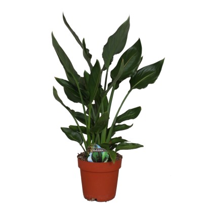 Strelicja (Strelizia Reginea) - wys. 110 cm, don. 28 cm