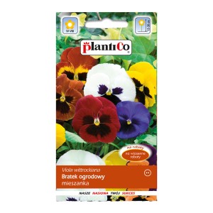 Nasiona bratka ogrodowego (Viola wittrockiana), mieszanka kolorów na rabaty.