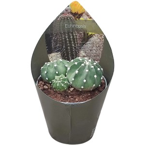 Sukulent Echinopsis w osłonce, doniczka Ø 14 cm, roślina doniczkowa