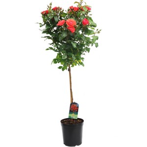 Czerwona róża rabatowa jako drzewko w doniczce.