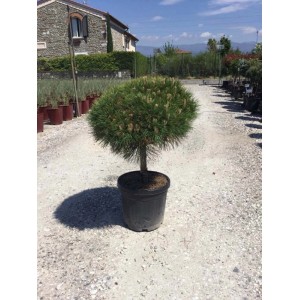 Sosna kulista w doniczce, zielone igły, okrągły kształt.