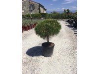 Sosna Marie Bregeon - wys. 80-100 cm