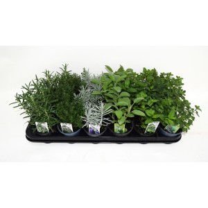 Taca z różnymi ziołami kulinarnymi, takimi jak rozmaryn, tymianek, szałwia i mięta.