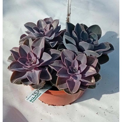 Sukulenty (Succulentae) - don. 23 cm