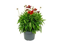 Nachyłek (Coreopsis Uptic) mix don. 19 cm