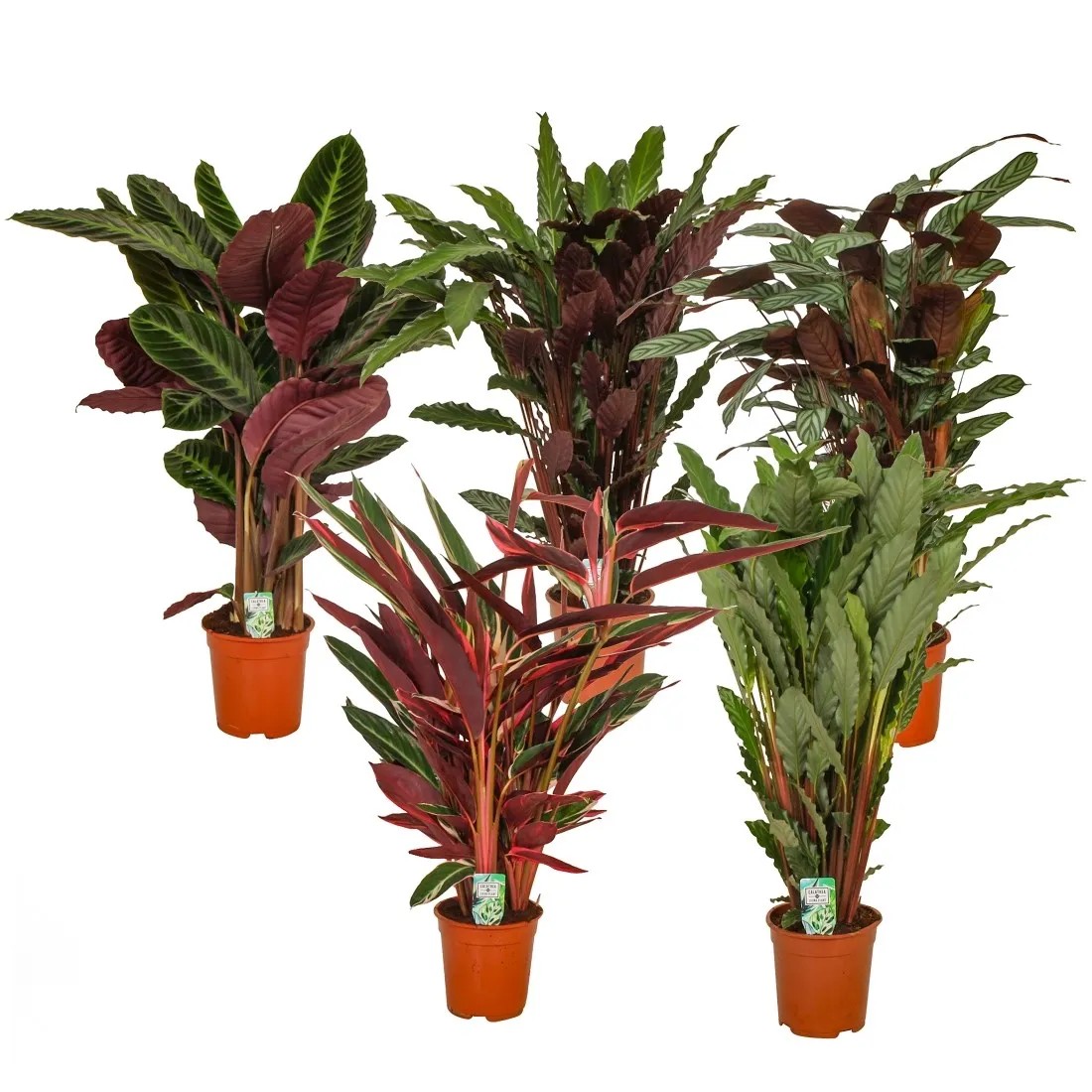 calathea rufibarba bluegrass Calathea 'Bluegrass'