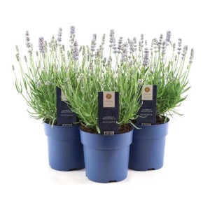 Trzy kwitnące rośliny lawendy (t.b.t.) w niebieskich doniczkach. Kategoria: Rośliny kwitnące.