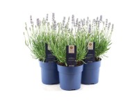Lawenda (Lavandula Felice) don. 15 cm
