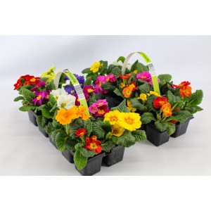 Kolorowa mieszanka kwiatów t.b.t. w doniczkach rozsadowych, różne kolory.