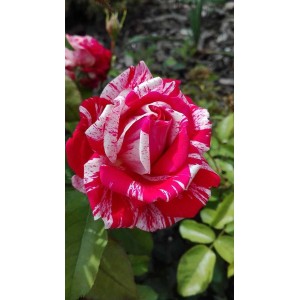 Kwitnąca róża t.b.t. z czerwono-białymi paskami, zbliżenie.