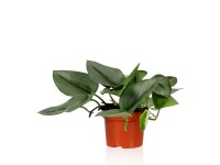 Scindapsus Treubii Moonlight - don. 12 cm