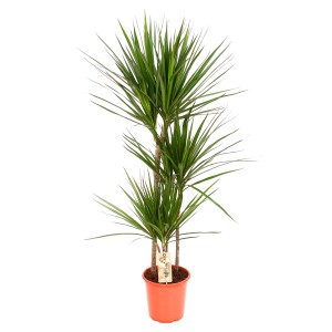 Zielona dracena w doniczce, duża roślina doniczkowa.