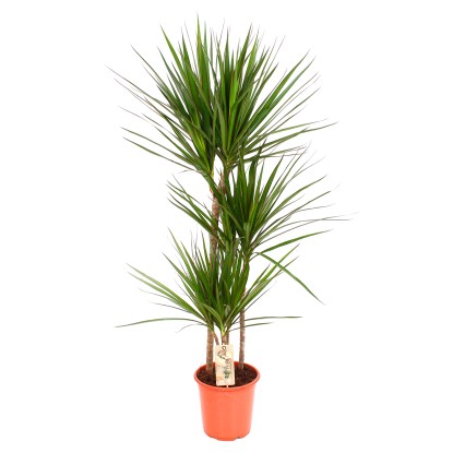 Juka (Yucca Dracena) mix don. 24 cm