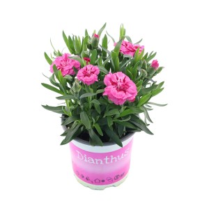 Goździk ogrodowy 'I Love U' w doniczce, różowe kwiaty, wys. ok. 15-20 cm. Pachnąca roślina na rabaty i balkony.