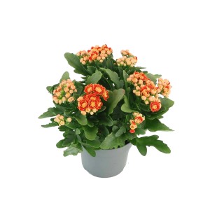 Pomarańczowa Kalanchoe w doniczce.