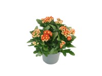 Żyworódka (Kalanchoe Queen) mix - don. 14 cm
