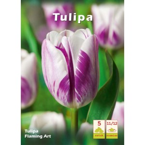 Zbliżenie białego i fioletowego tulipana "Flaming Art".