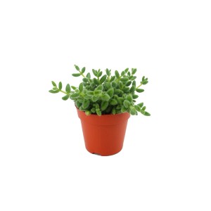 Mały zielony kaktus w brązowej doniczce.