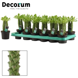 Wiele małych, zielonych kaktusów t.b.t. w doniczkach na tacy.