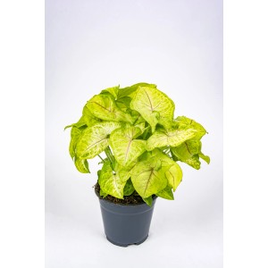 Roślina doniczkowa t.b.t., duża roślina o jasnozielonych liściach.