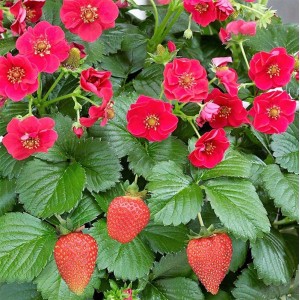 Kwitnąca roślina truskawki z czerwonymi kwiatami i dojrzałymi truskawkami.