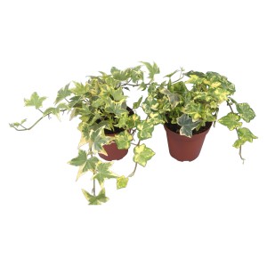 Bluszcz w doniczce, żółto-pstre liście, roślina pnąca do domu i ogrodu.