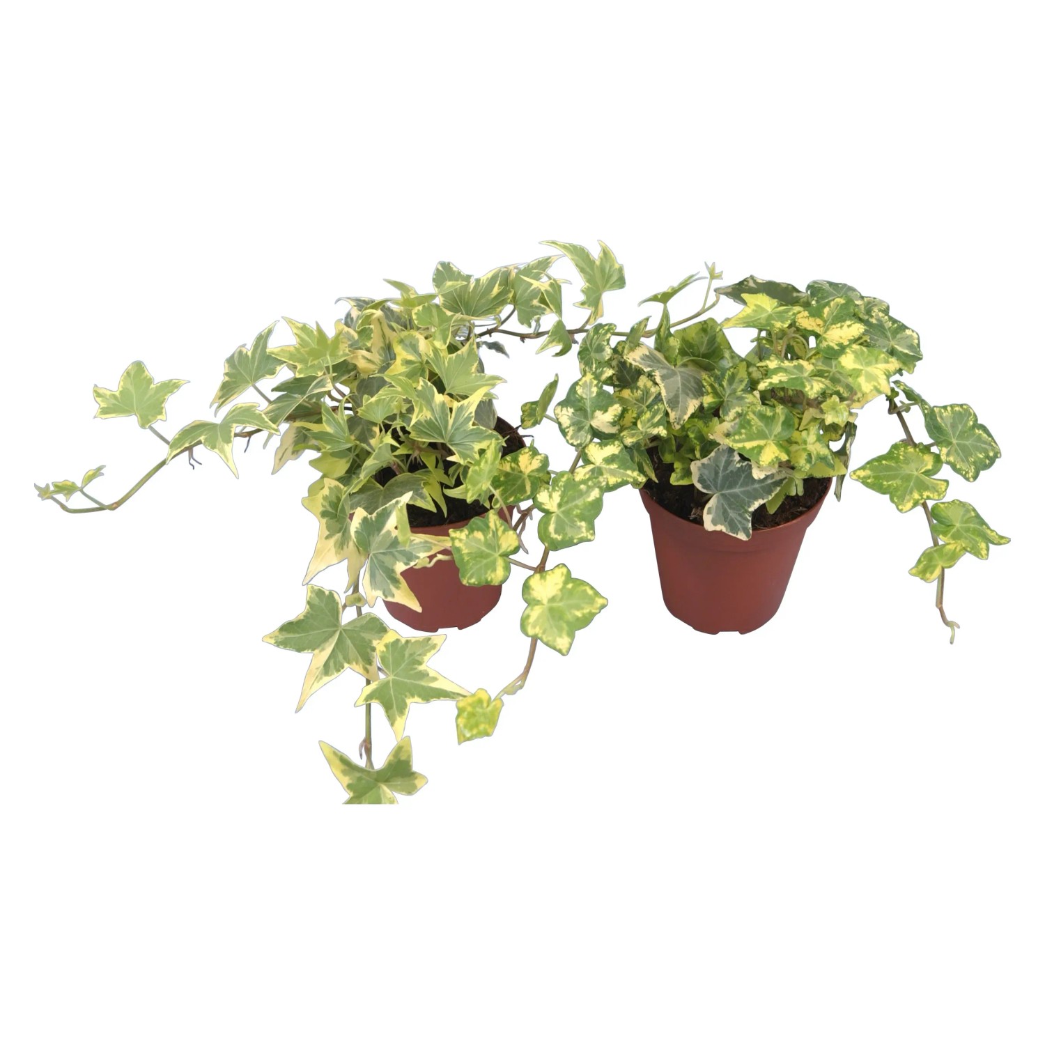 Bluszcz pospolity (Hedera helix)