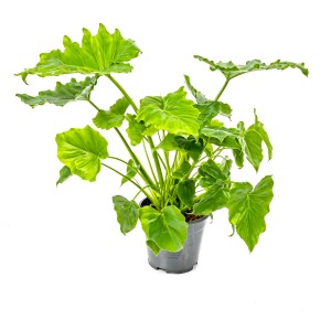 Zielona, duża roślina doniczkowa t.b.t. w doniczce. Liście są klapowane i dekoracyjne.