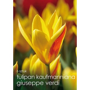 Żółte tulipany 'Giuseppe Verdi' (Kaufmanniana) z bliska. Kwiaty z czerwonymi akcentami.
