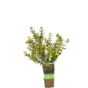 t.b.t. w doniczce, cieniolubna bylina o zielono-żółtych liściach.