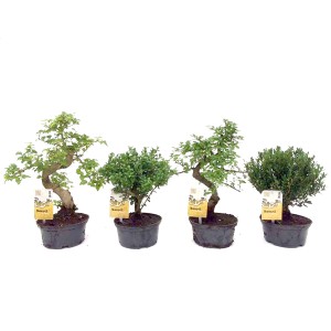 Różne drzewka bonsai w doniczkach, różne kształty i struktury liści.