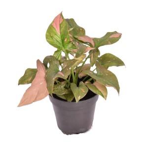 Roślina doniczkowa T.b.t. z zielono-różowymi liśćmi w doniczce.
