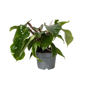 Zielona roślina doniczkowa t.b.t. w szarej doniczce. Ozdobne liście i kwiatostany.