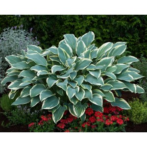 Funkia (Hosta) z zielono-białymi liśćmi, otoczona czerwonymi kwiatami.