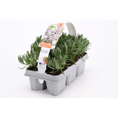Lawenda wąskolistna biała (Lavandula angustifolia) 6-pak