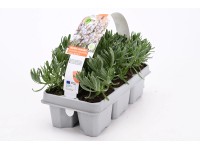 Lawenda wąskolistna biała (Lavandula angustifolia) 6-pak