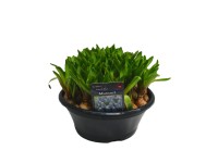 Szafirki (Muscari Mountain Lady) don. 23 cm