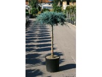 Jałowiec wirginijski Grey Owl - wys. około 60 cm, don. 18 l