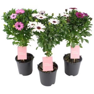 Stokrotka afrykańska (Osteospermum) don. 14 cm