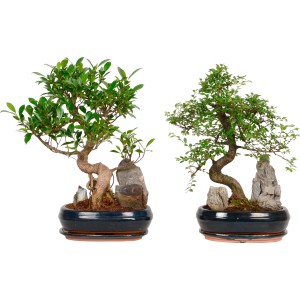 Dwa bonsai pokojowe w ozdobnych doniczkach (Ø 26 cm) z dekoracją kamienną.